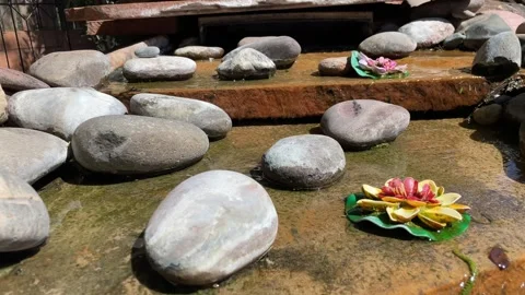 Pond Stock Footage 241828701