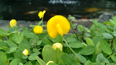 THE POND Stock Footage 255959933