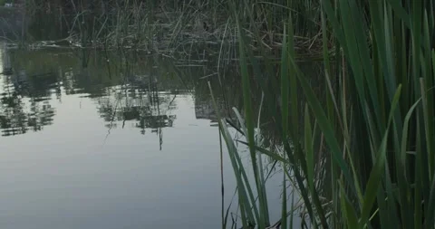 Pond Stock Footage 262751238