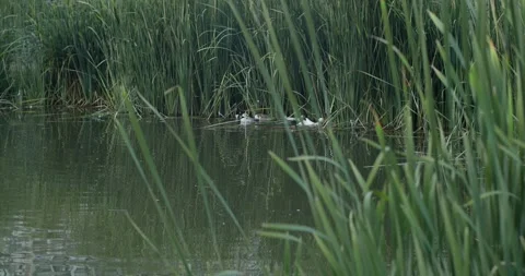 Pond Stock Footage 262751285