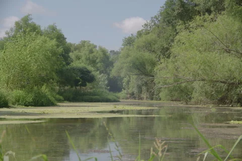 Pond Stock Footage 278675351
