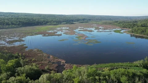 Pond Video stock 310145482