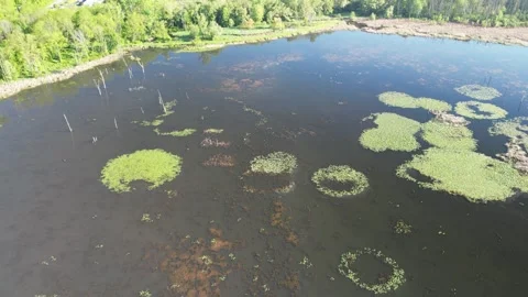 Pond Video stock 310145516