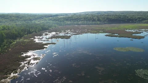 Pond Video stock 310145529