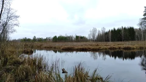 Pond in the forest. (1) 4K Stock Footage 291344694