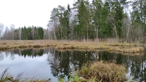 Pond in the forest. (2) 4K Stock-Footage 291345151