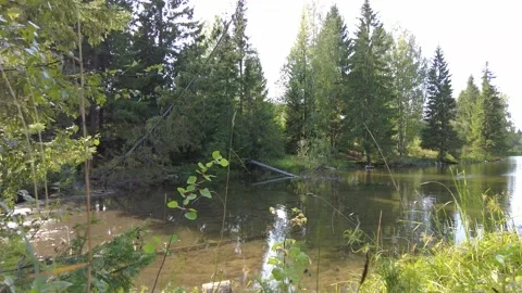 Pond in the forest 2 動画素材 159725928