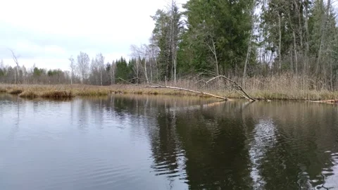 Pond in the forest. (3) 4K Stock Footage 291343723