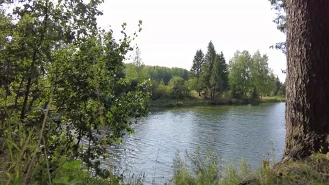 Pond in the forest 3 動画素材 159726039