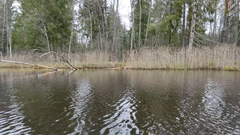 Pond in the forest. (4) 4K Stock Footage 291345017
