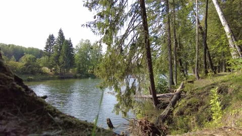 Pond in the forest 4 動画素材 159726007