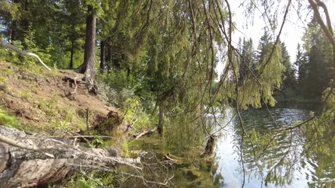 Pond in the forest 5 動画素材 159726101