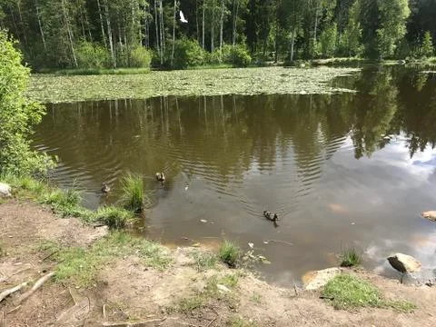 Pond in a forest with ducks Stock Photos