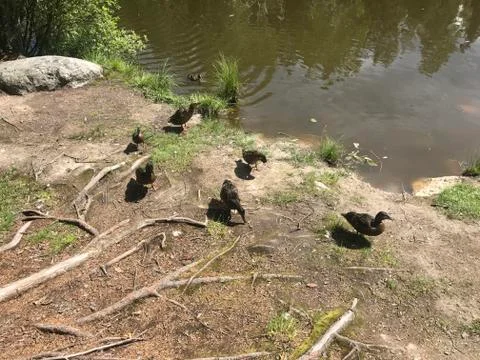 Pond in a forest with ducks Stock Photos