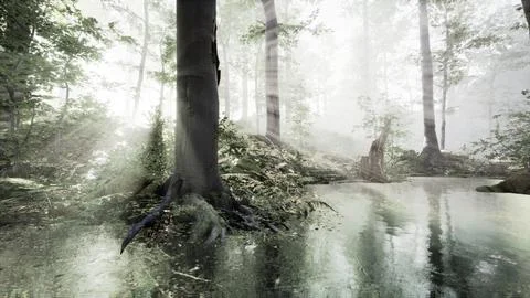 Pond in a forest with fog 스톡 일러스트