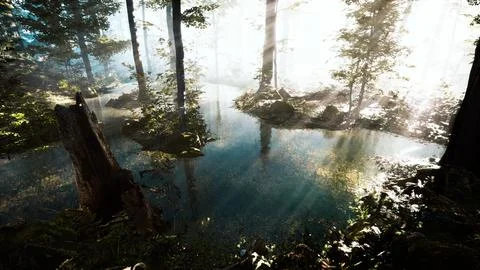 Pond in a forest with fog 스톡 일러스트