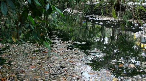 Pond forest Stock Footage 729080