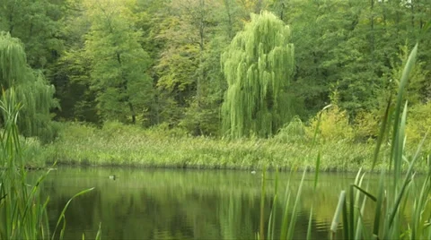 A pond in the forest Stock Footage 31530518