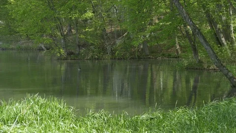 Pond in the Forest Stock Footage 75041750