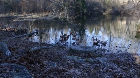 Pond in the Forest 動画素材 103636381