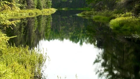A Pond in the Forest Stock Footage 115270614