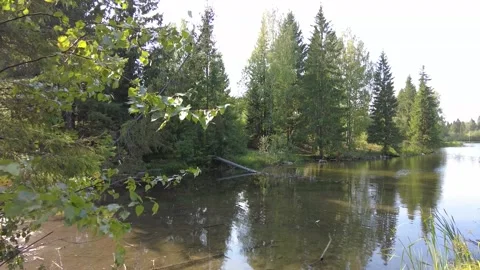 Pond in the forest 動画素材 159726010