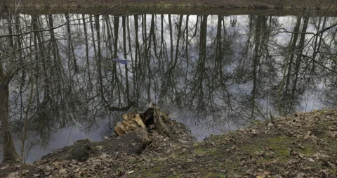 Pond in forest Stock Footage 186456930