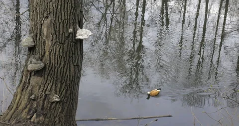 Pond in forest 库存影片 186458874
