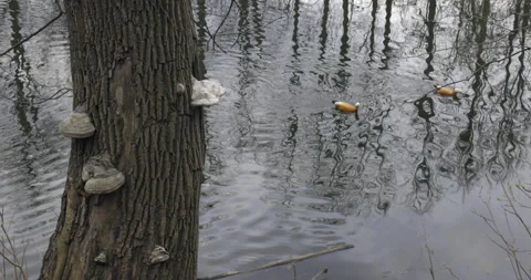 Pond in forest 库存影片 186461006