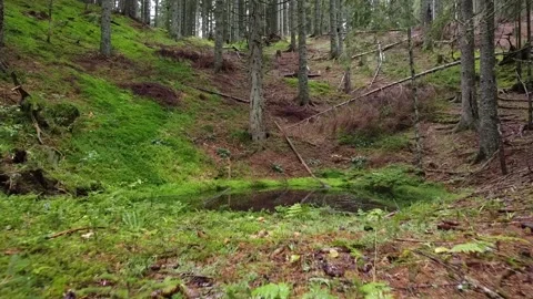 Pond In The Forest Stock Footage 244860532