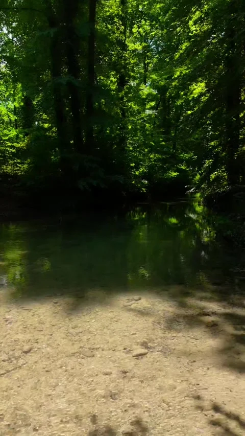 Pond in the forest Stockbeeldmateriaal 319361238