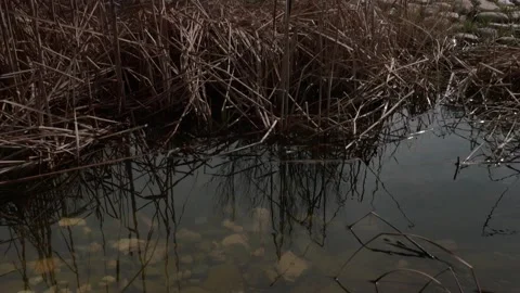 Pond in forest park in Madrid Video stock 150308580