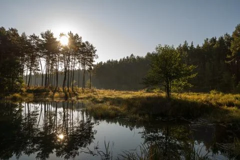 Pond in the forest Stock Photos