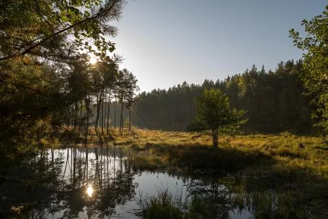 Pond in the forest Stock Photos