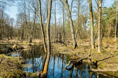  Pond in the forest Stock Photos