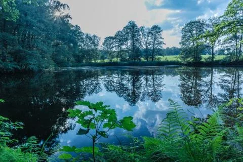  Pond in the forest Stock Photos
