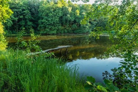  Pond in the forest Foto stock