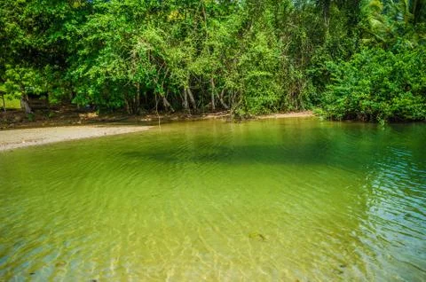 Pond in the forest Stock Photos