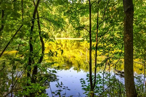 Pond in forest Stock Photos