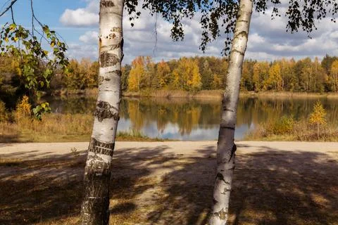 A pond in the forest. Foto stock