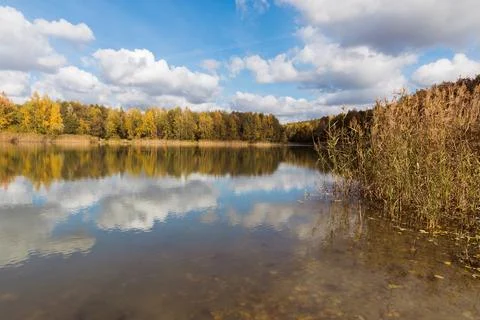 A pond in the forest. Foto stock