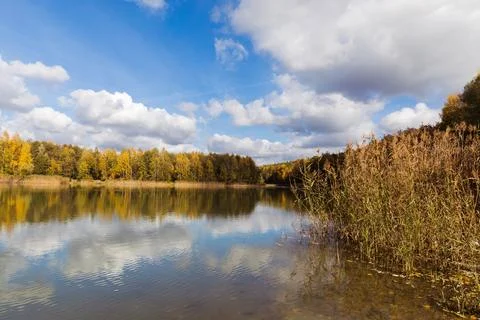 A pond in the forest. Foto stock