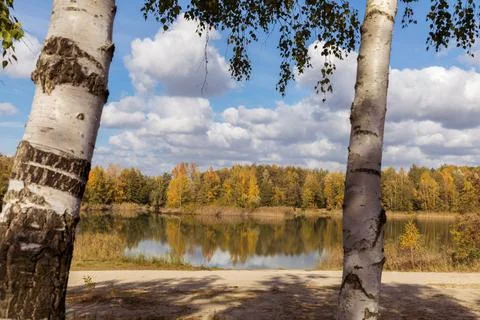 A pond in the forest. Foto stock