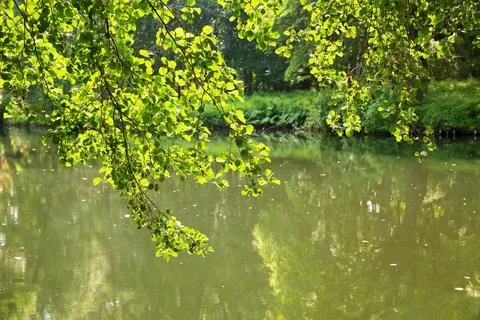 Pond in the forest Stock Photos