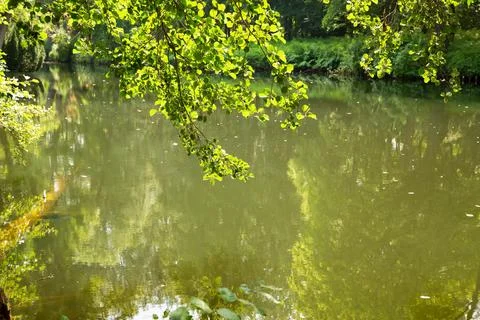 Pond in the forest Stock Photos