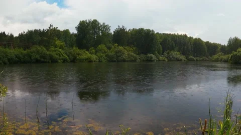 Pond in the forest in the rain Vídeo Stock 238399702