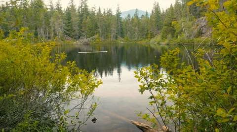Pond in the forest with trees and bushes Stock Footage 63748486