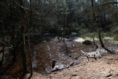 A pond in a forest with trees surrounding it 스톡 사진