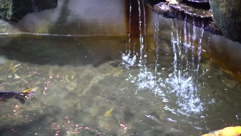 Pond with fountain Stock Footage 260449908