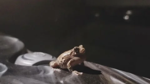 Pond frog chirping Stock Footage